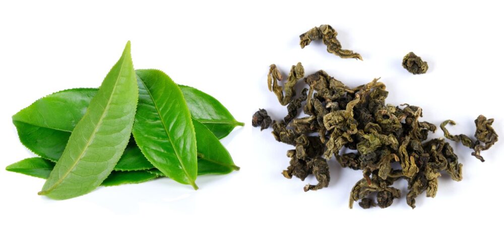 what is oolong tea oolong tea benefits