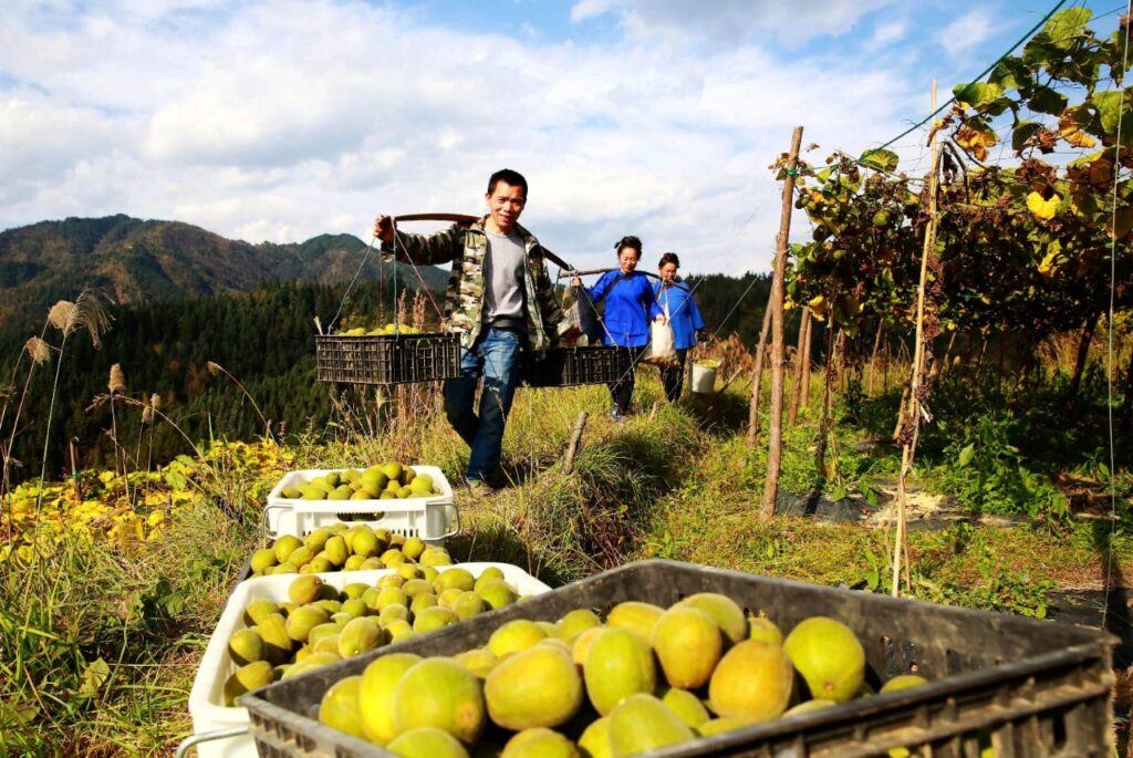 Monk fruit harvest (luo han guo) monk fruit tea