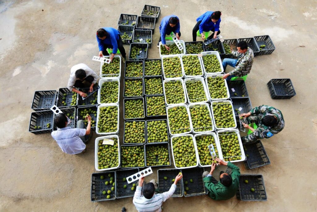 Monk fruit harvest (luo han guo) monk fruit tea