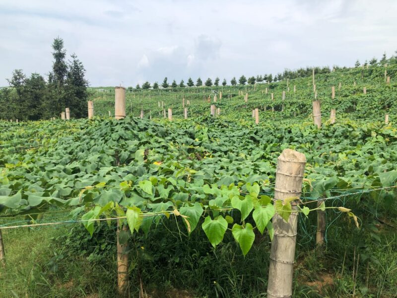 Monk fruit harvest (luo han guo) -what is monk fruit tea