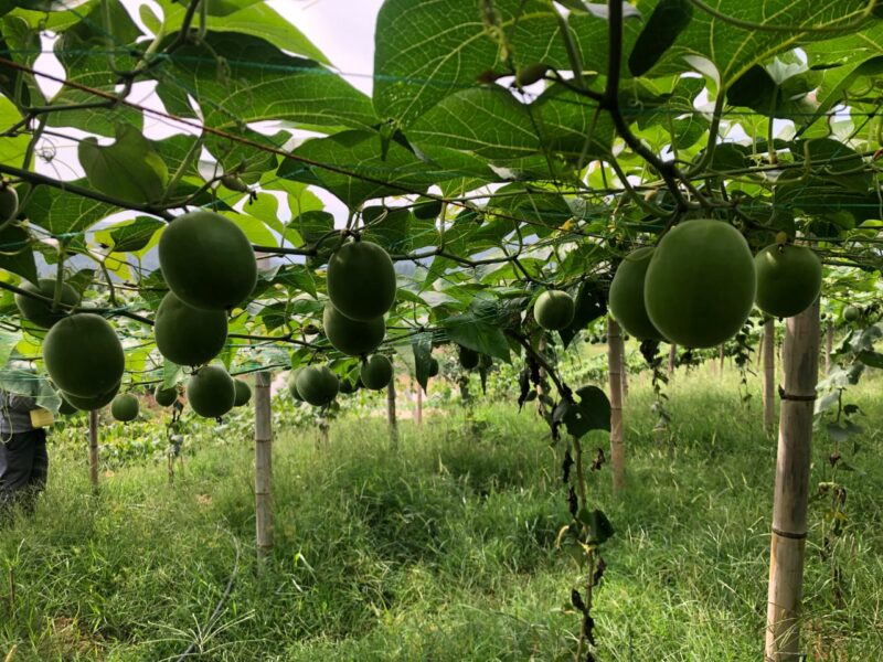 Monk fruit (luo han guo) monk fruit tea and keto