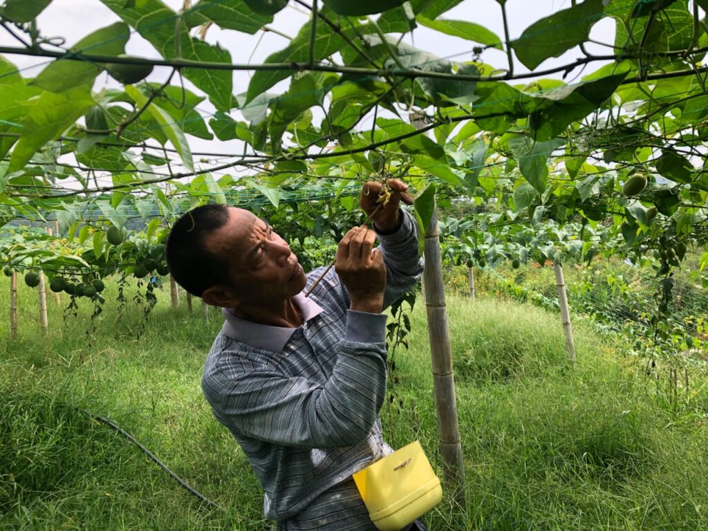 Monk fruit harvest (luo han guo) monk fruit tea
