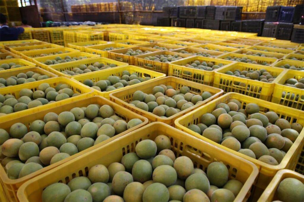 Monk fruit harvest (luo han guo) monk fruit tea