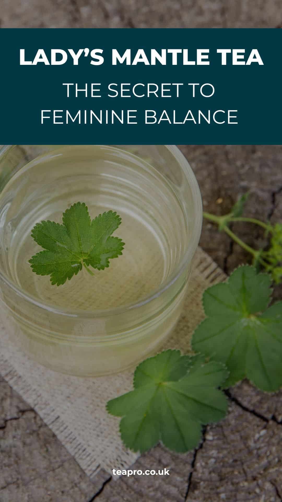 7 REMARKABLE BENEFITS OF LADY’S MANTLE TEA (1)
