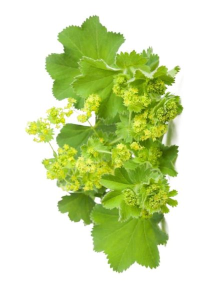 Lady's Mantle Tea leaves